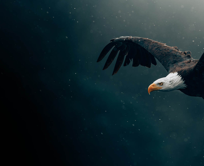 Eagle